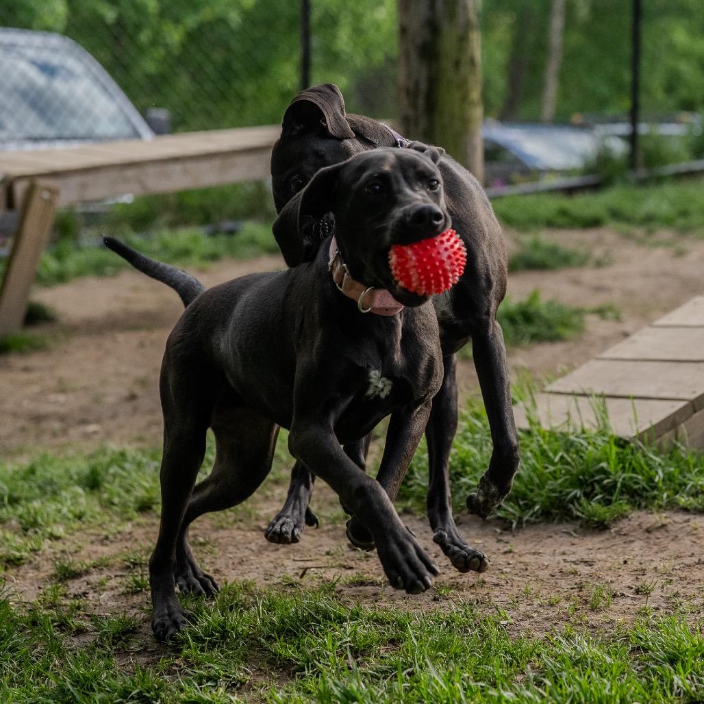 Enlarge Sunny Sue, a Adoptable mixed breed in Pawling, NY image 4/6