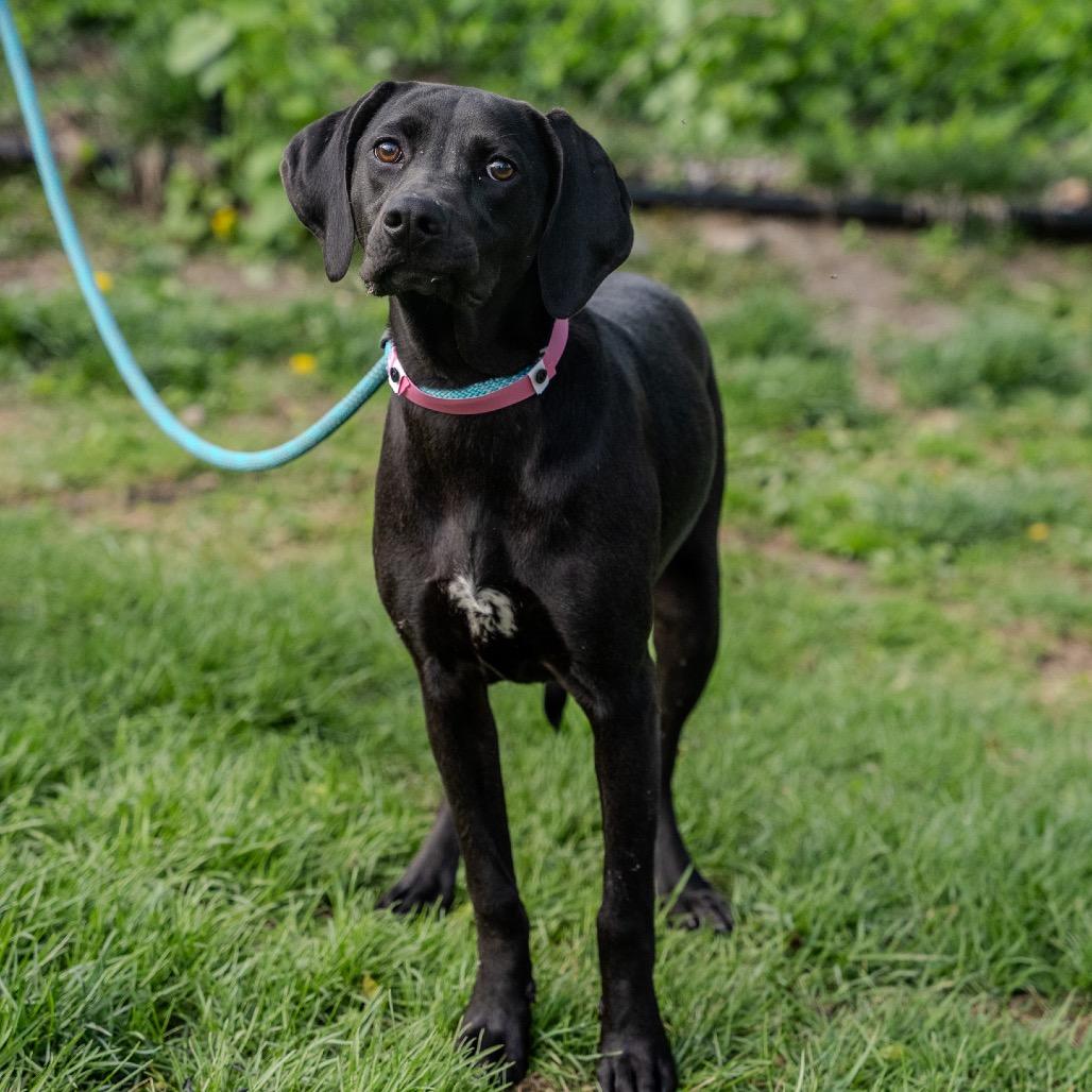 Enlarge Sunny Sue, a Adoptable mixed breed in Pawling, NY image 5/6