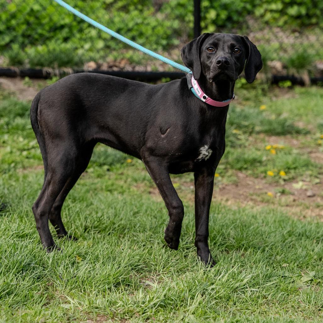Enlarge Sunny Sue, a Adoptable mixed breed in Pawling, NY image 6/6