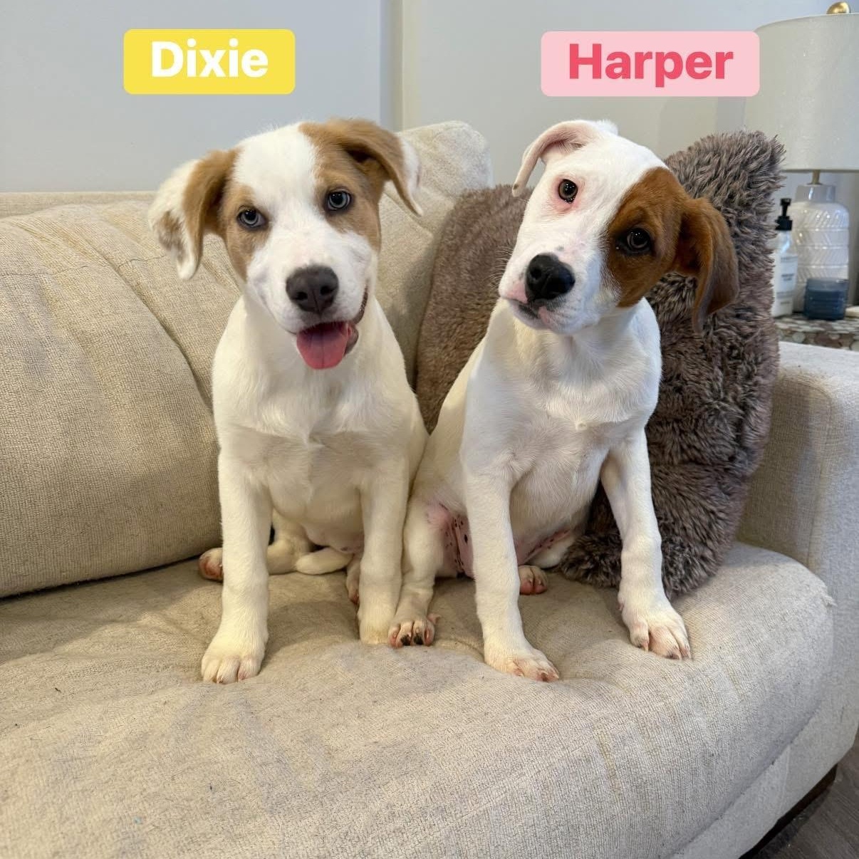 Harper, ADOPTABLE, Puppy Female Labrador Retriever & Australian Shepherd.