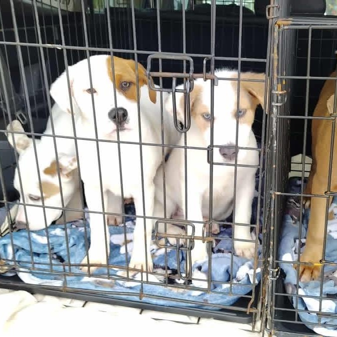 Enlarge Harper, an adopted mixed breed in Barkhamsted, CT image 3/4