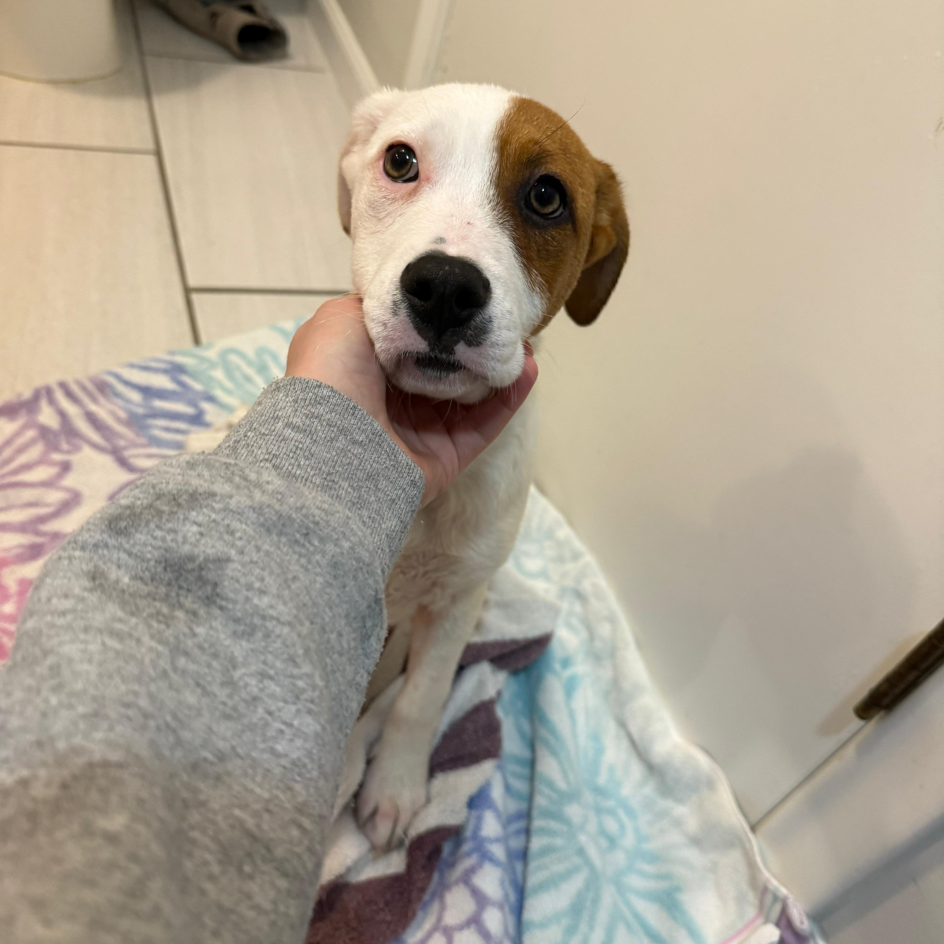 Enlarge Harper, an adopted mixed breed in Barkhamsted, CT image 2/4