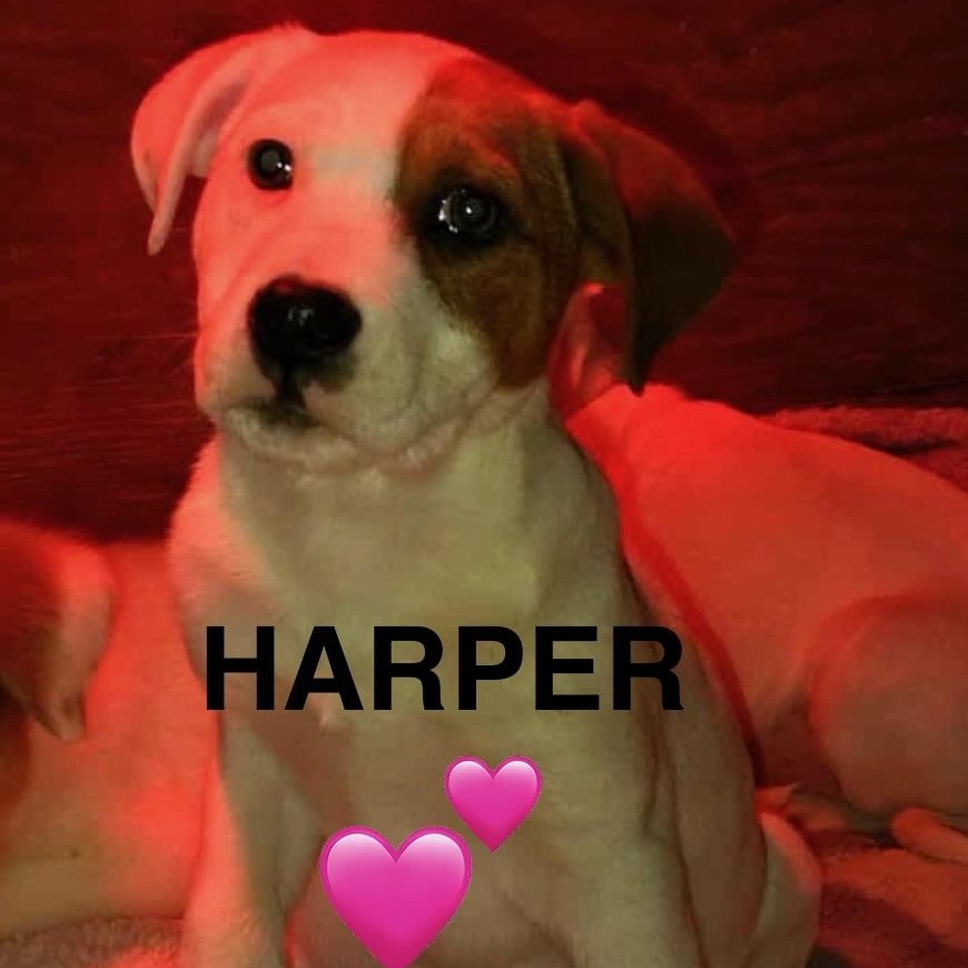 Enlarge Harper, a ADOPTABLE mixed breed in Barkhamsted, CT image 1/2