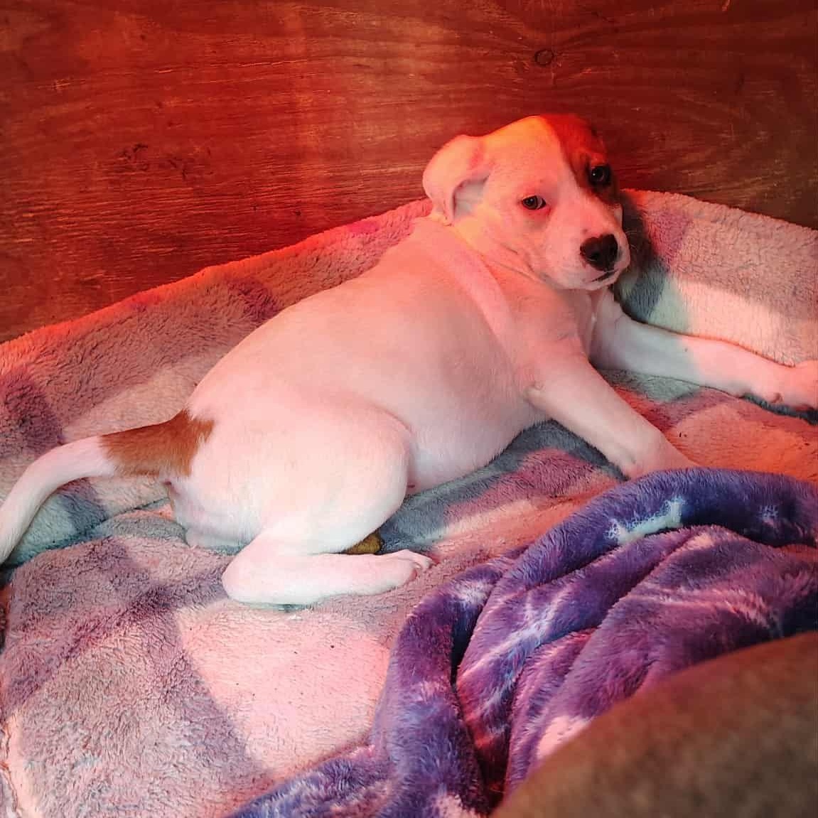 Enlarge Harper, a ADOPTABLE mixed breed in Barkhamsted, CT image 2/2