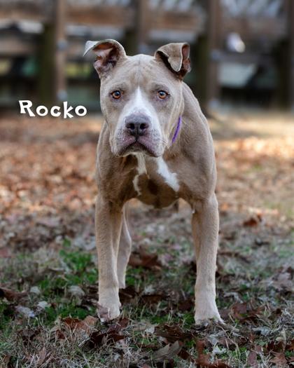 Enlarge ROCKO, a Adoptable mixed breed in Savannah, GA image 1/1