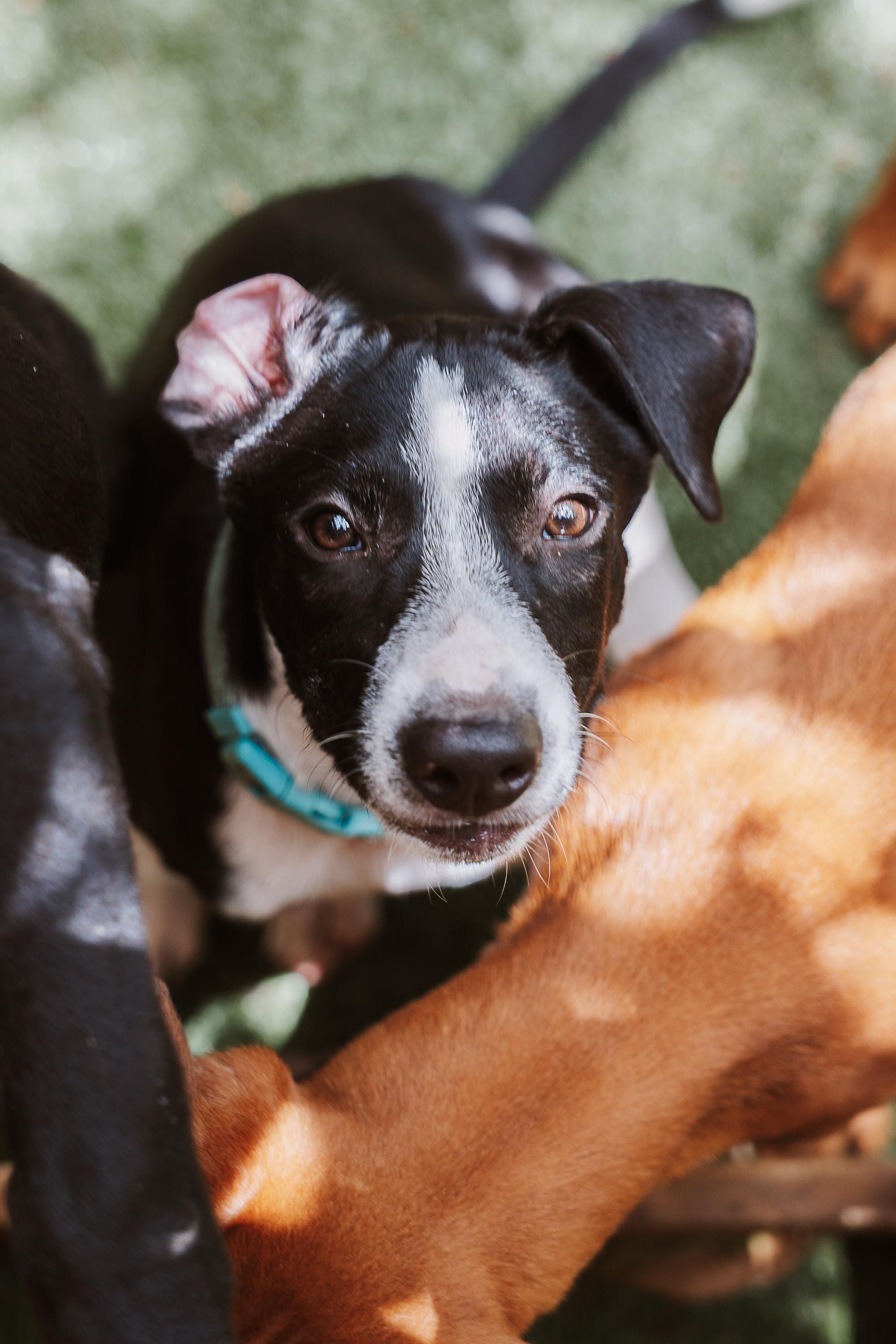 Enlarge Ranger, a Adoptable Mixed Breed in Glen Rock, NJ image 2/4