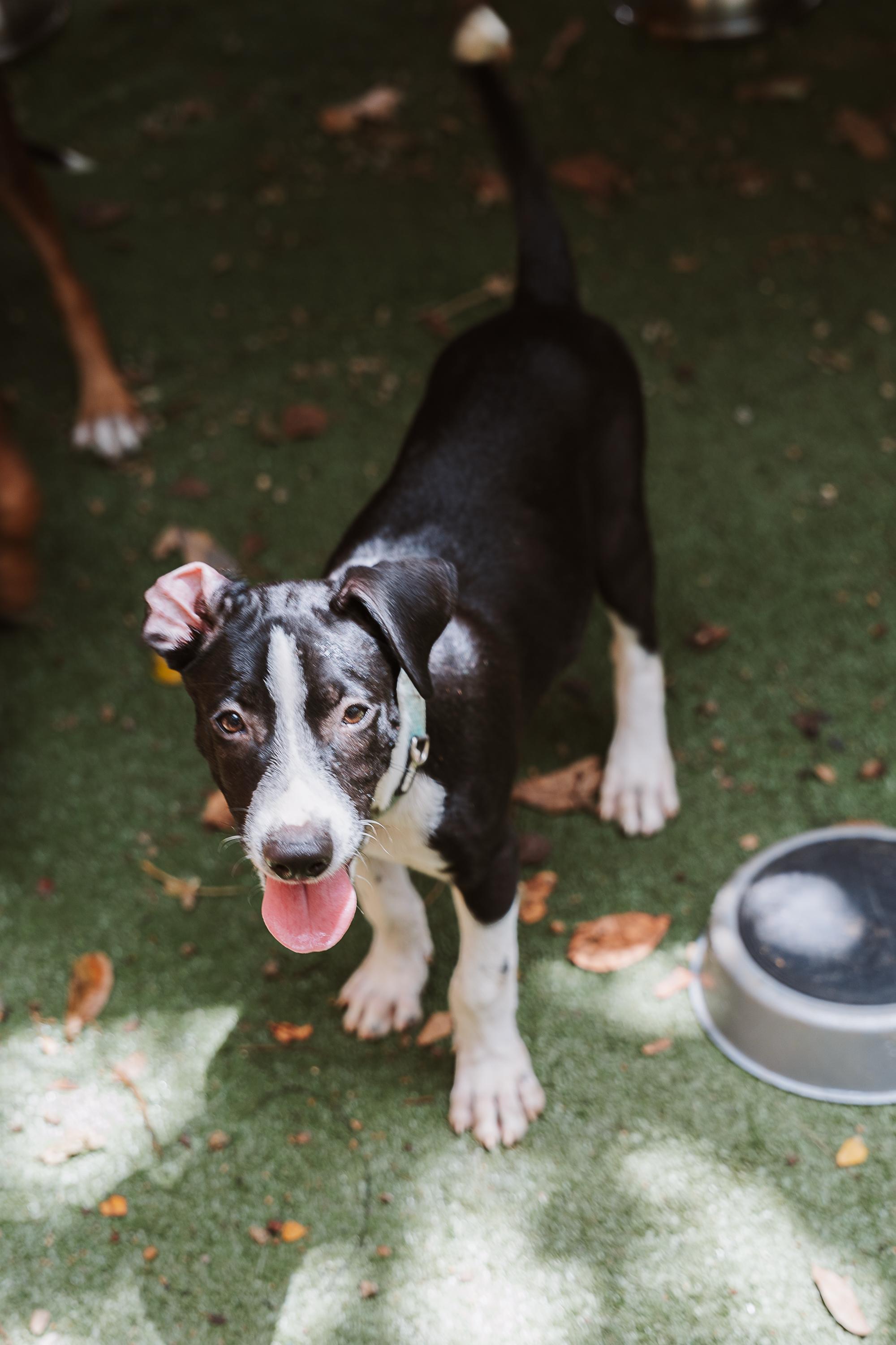 Enlarge Ranger, a Adoptable Mixed Breed in Glen Rock, NJ image 3/4