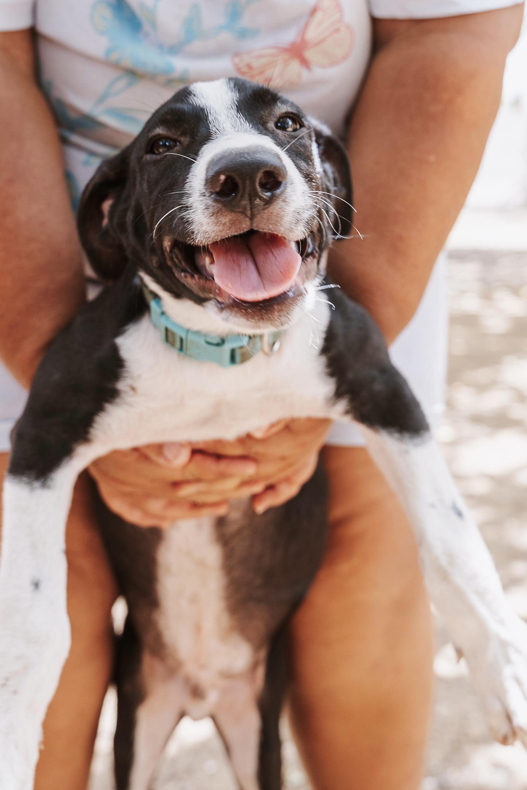 Ranger, Adoptable, Young Male Mixed Breed.