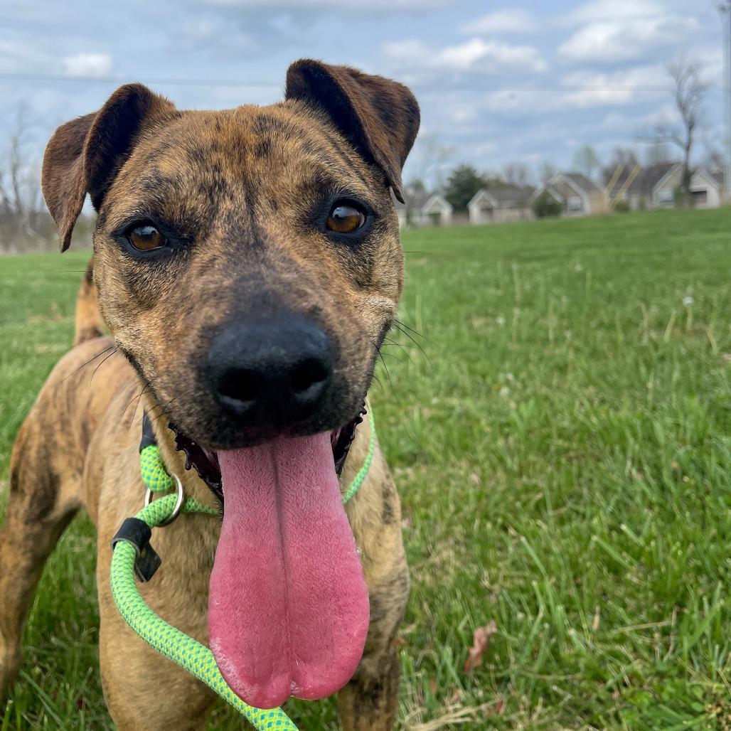 Enlarge BonBon, a Adoptable Mixed Breed in Bentonville, AR image 1/6