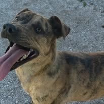 Enlarge BonBon, a Adoptable Mixed Breed in Bentonville, AR image 2/6