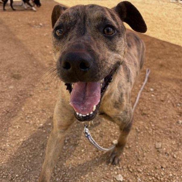 Enlarge BonBon, a Adoptable Mixed Breed in Bentonville, AR image 3/6