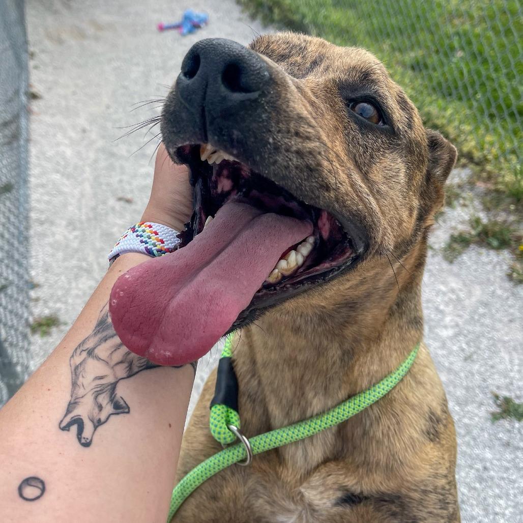 Enlarge BonBon, a Adoptable Mixed Breed in Bentonville, AR image 4/6
