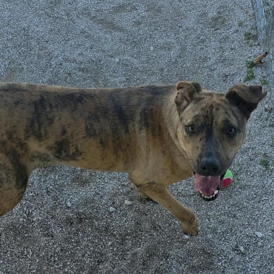 Enlarge BonBon, a Adoptable Mixed Breed in Bentonville, AR image 5/6