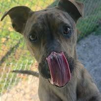Enlarge BonBon, a Adoptable Mixed Breed in Bentonville, AR image 6/6