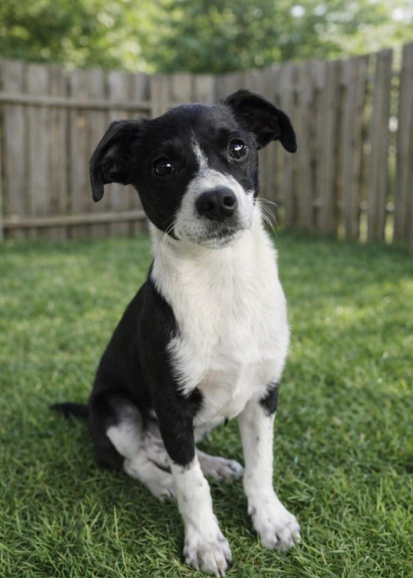 Panda, ADOPTABLE, Puppy Male Jack Russell Terrier & Wirehaired Terrier.