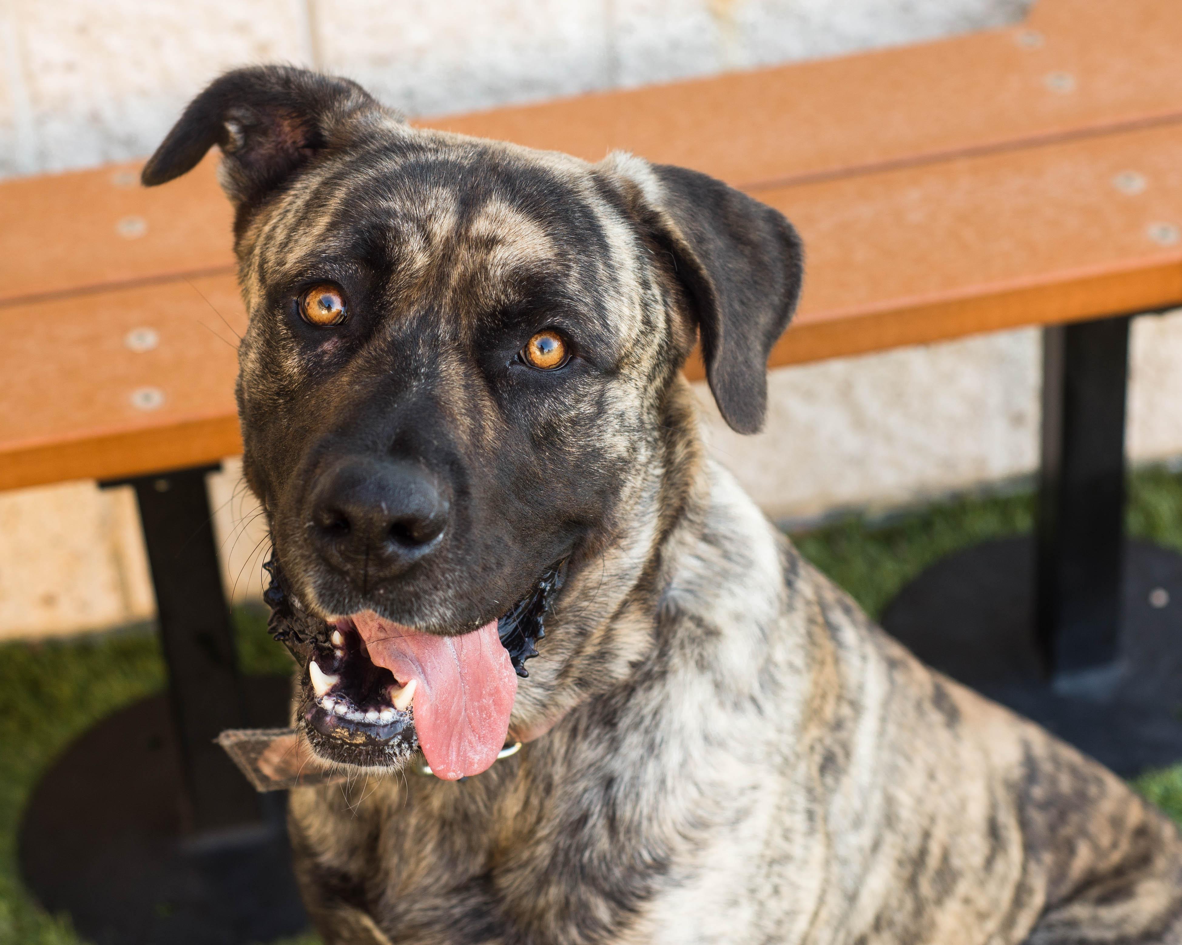 Napoleon thumbnail 2