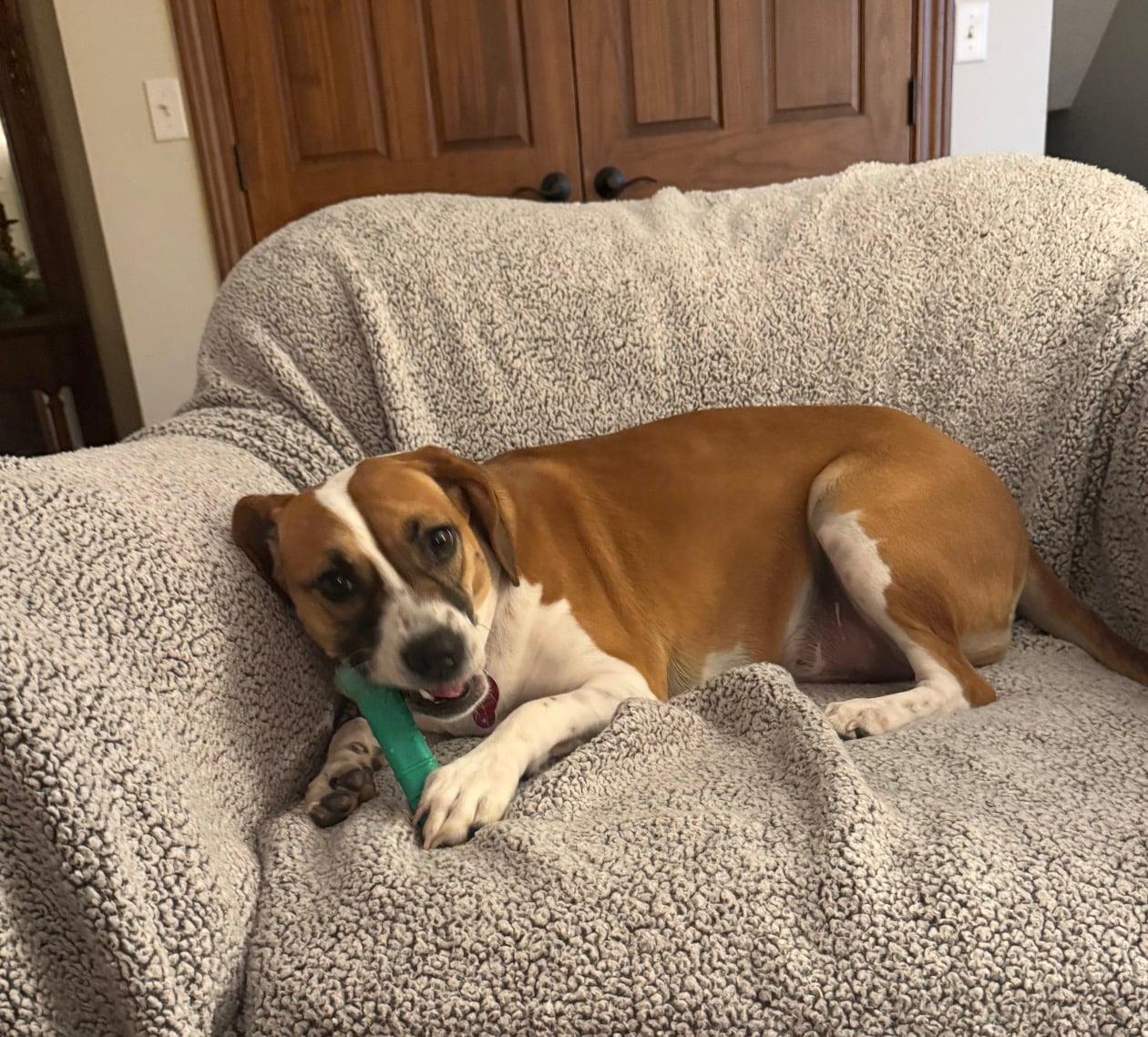 Enlarge Dottie, a Adoptable mixed breed in Celina, OH image 3/4