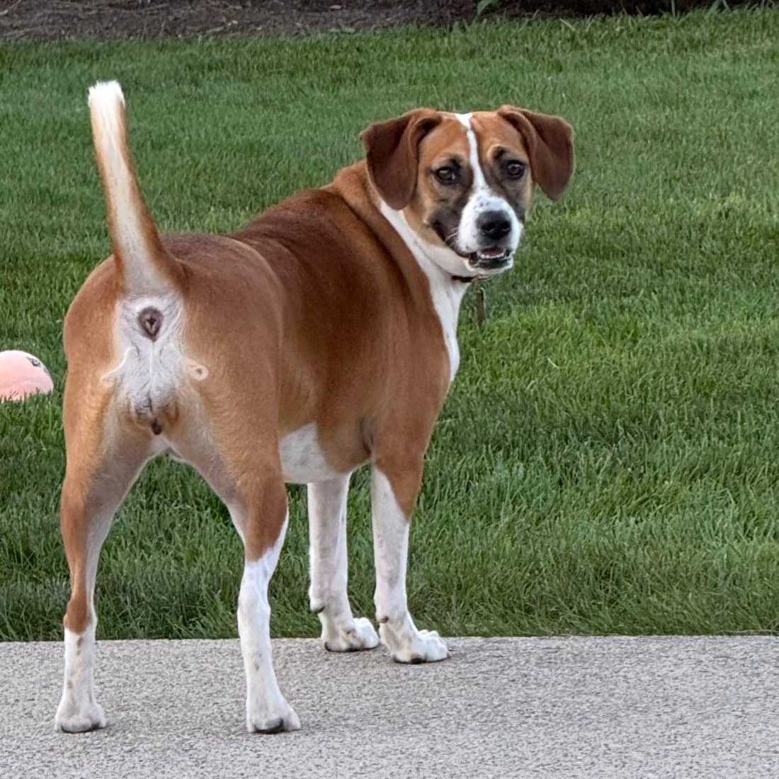 Enlarge Dottie, a Adoptable mixed breed in Celina, OH image 1/4