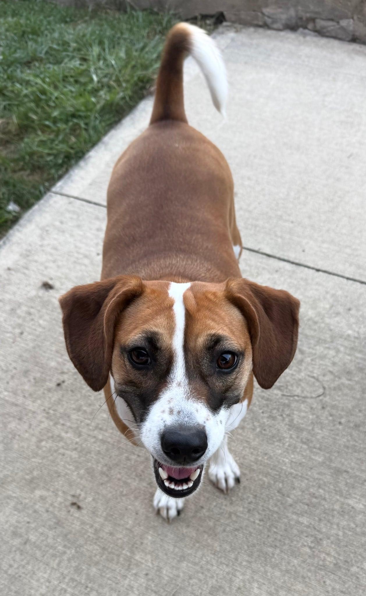 Enlarge Dottie, a Adoptable mixed breed in Celina, OH image 4/4