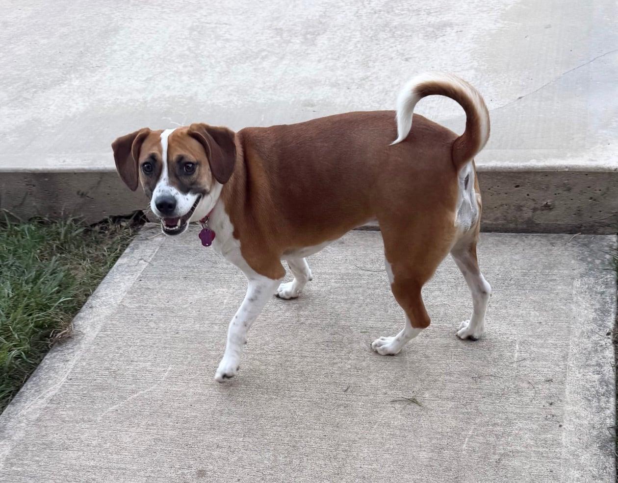 Enlarge Dottie, a Adoptable mixed breed in Celina, OH image 2/4