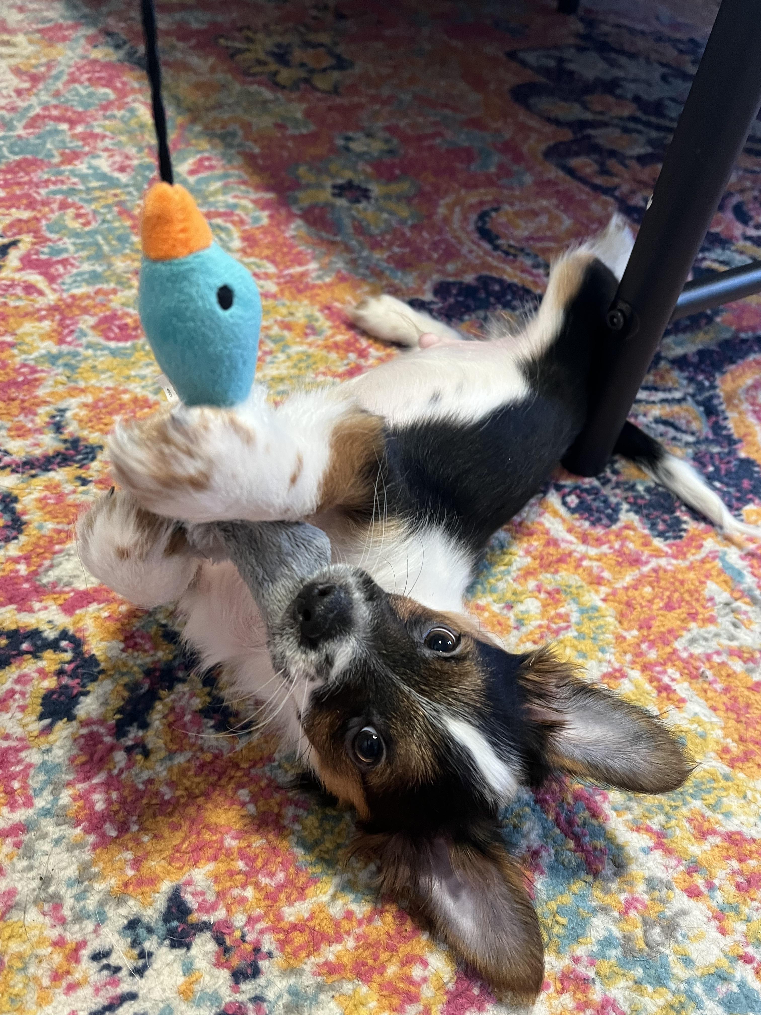 Panda, Adopted, Young Male Australian Shepherd & Papillon.