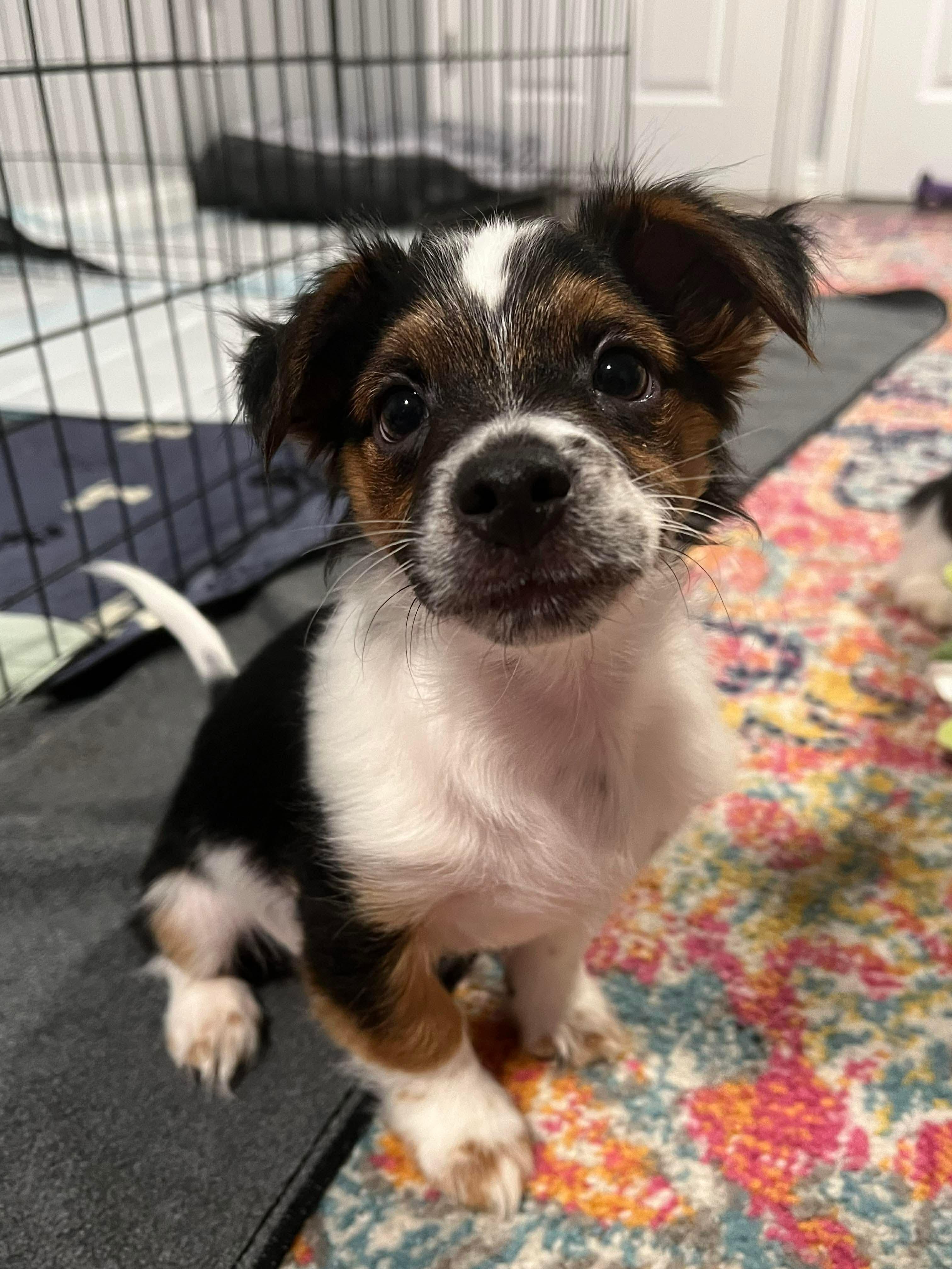 Enlarge Panda, a Adopted mixed breed in Richmond, KY image 2/5