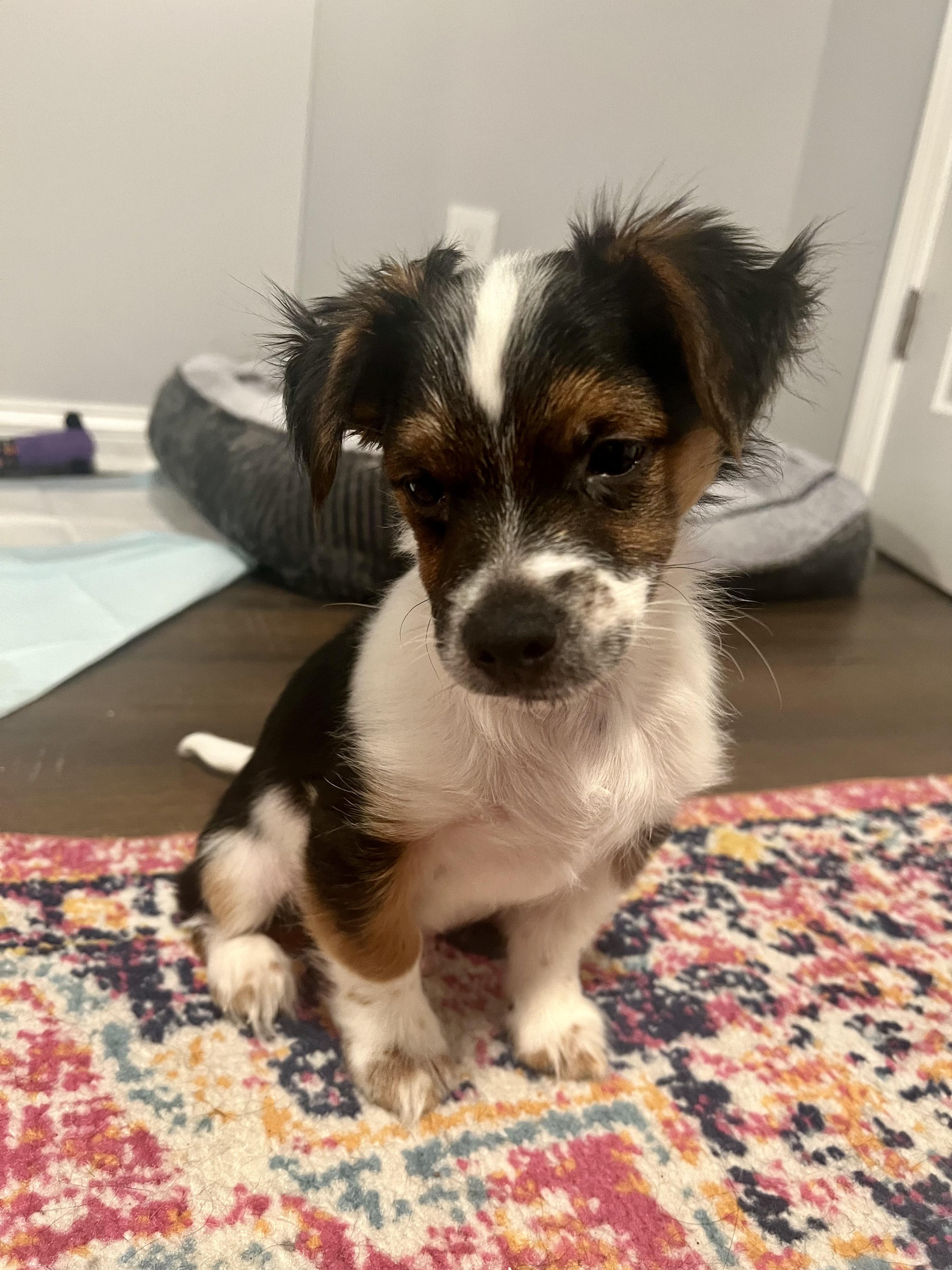 Enlarge Panda, a Adopted mixed breed in Richmond, KY image 4/5