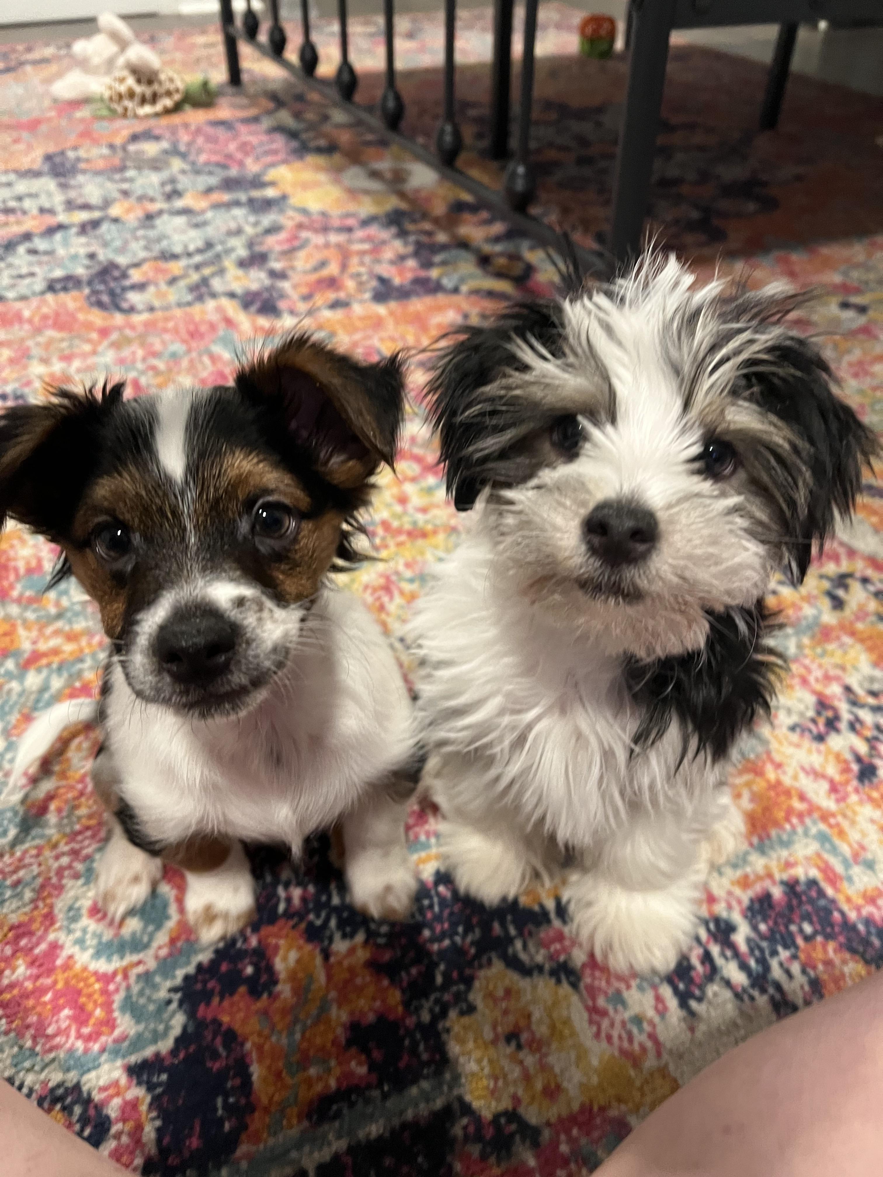 Enlarge Panda, a Adopted mixed breed in Richmond, KY image 5/5