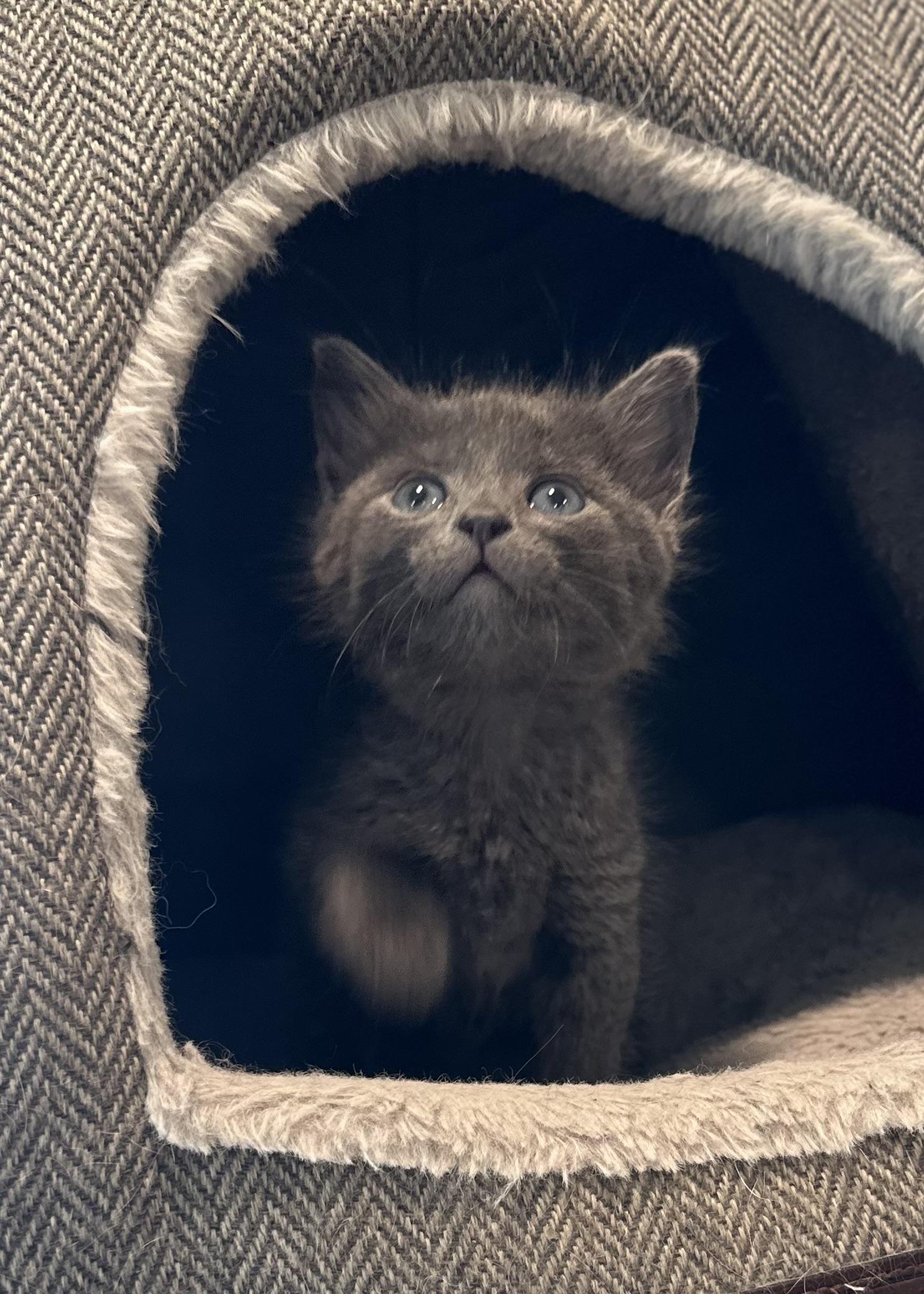 Enlarge Jiji, an adopted Domestic Short Hair in Pocatello, ID image 1/1