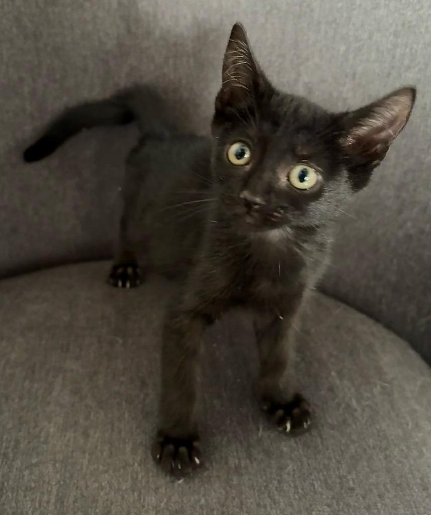 Enlarge Shayla, a Adoptable mixed breed in San Jacinto, CA image 1/1