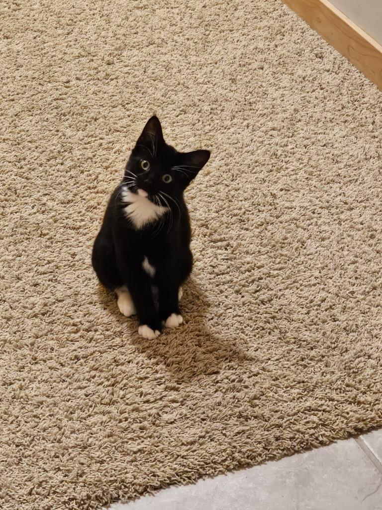 Dahlia, Adoptable, Young Female Domestic Short Hair.