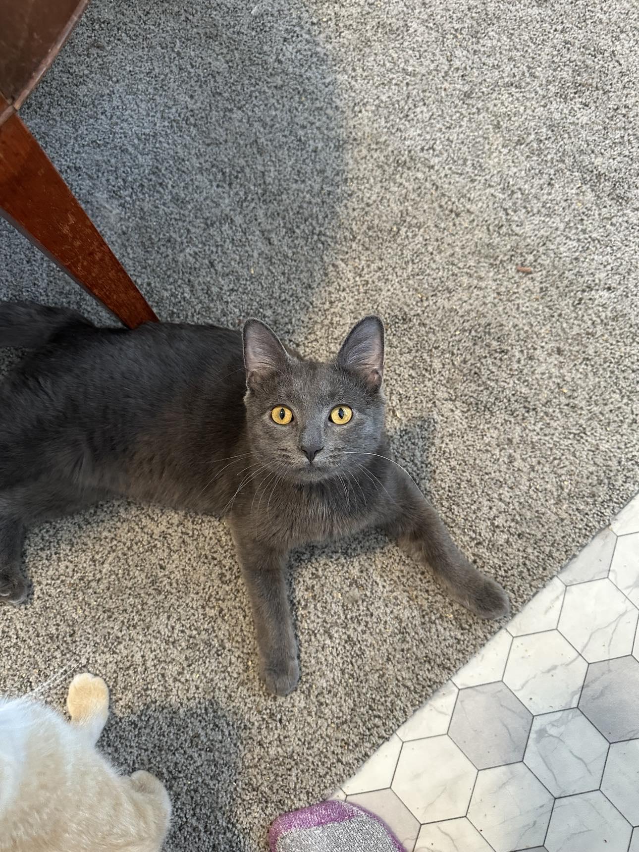 Jingle, Adopted, Kitten Male Russian Blue & Domestic Short Hair.