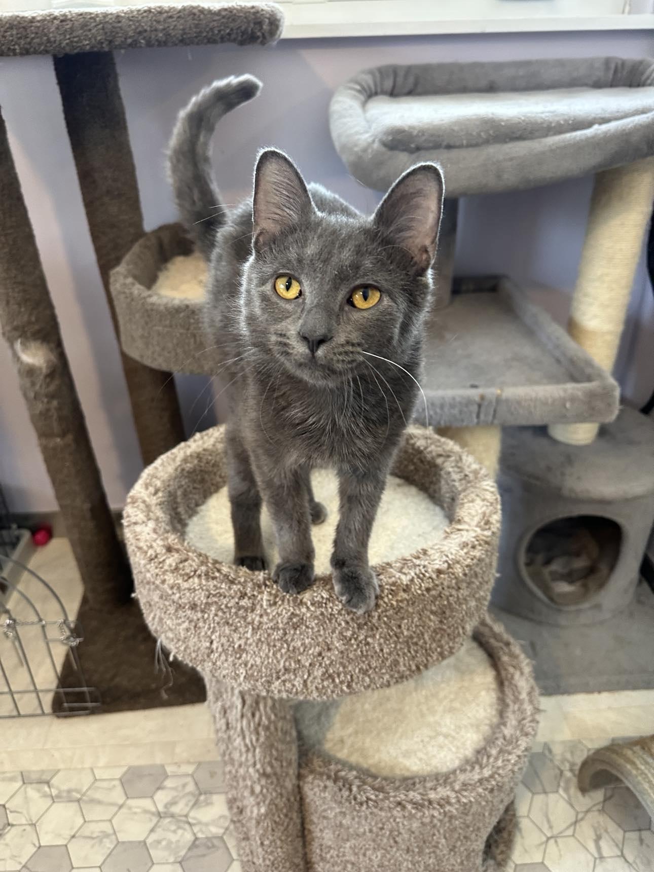 Jingle, a Adopted mixed breed in Cincinnati, OH image 2/3