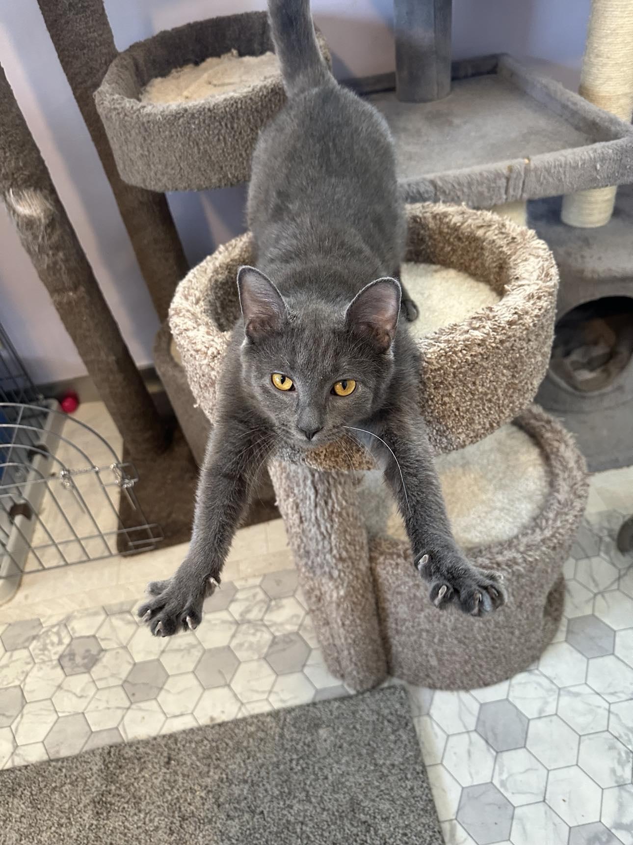 Jingle, a Adopted mixed breed in Cincinnati, OH image 3/3