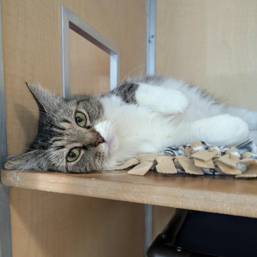 Chanel, Adoptable, Adult Female Domestic Medium Hair.