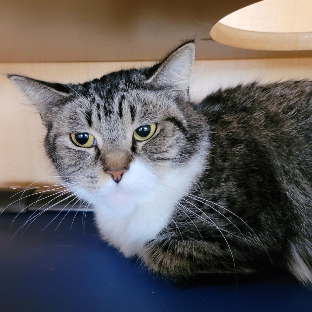 Chanel, a Adoptable mixed breed in Chesapeake, VA image 2/2