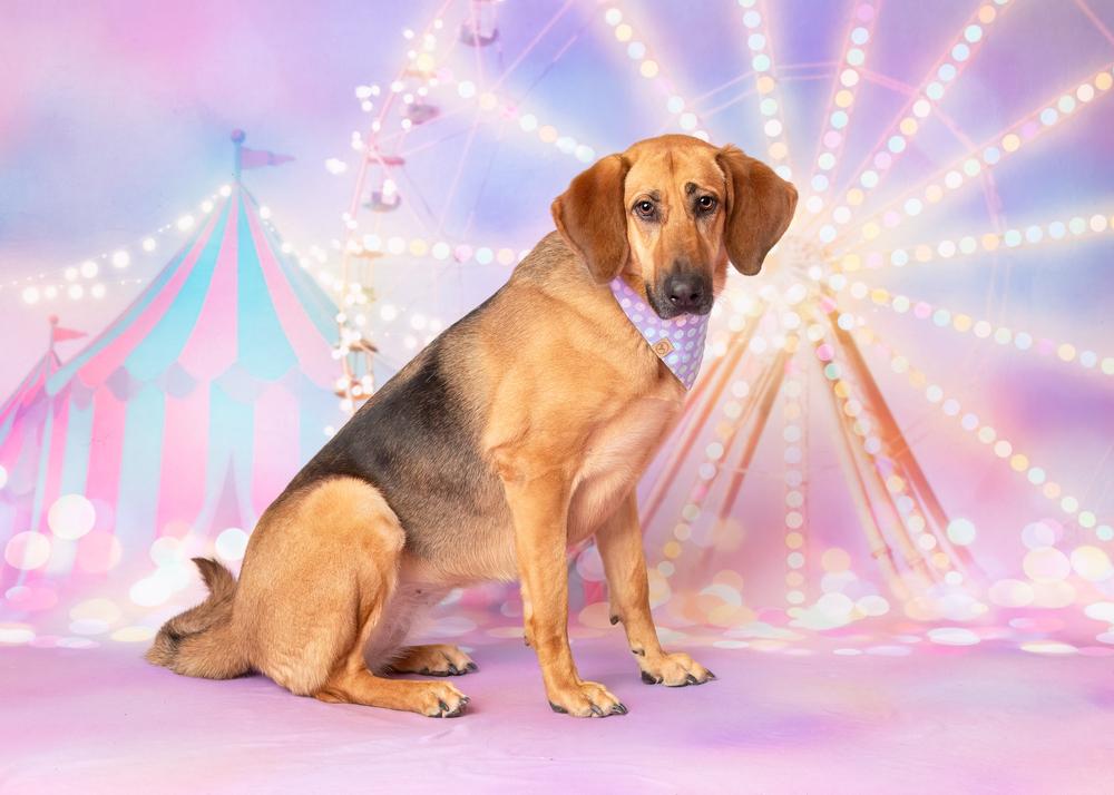 Enlarge Maddie, a Adoptable mixed breed in Frisco, TX image 1/6