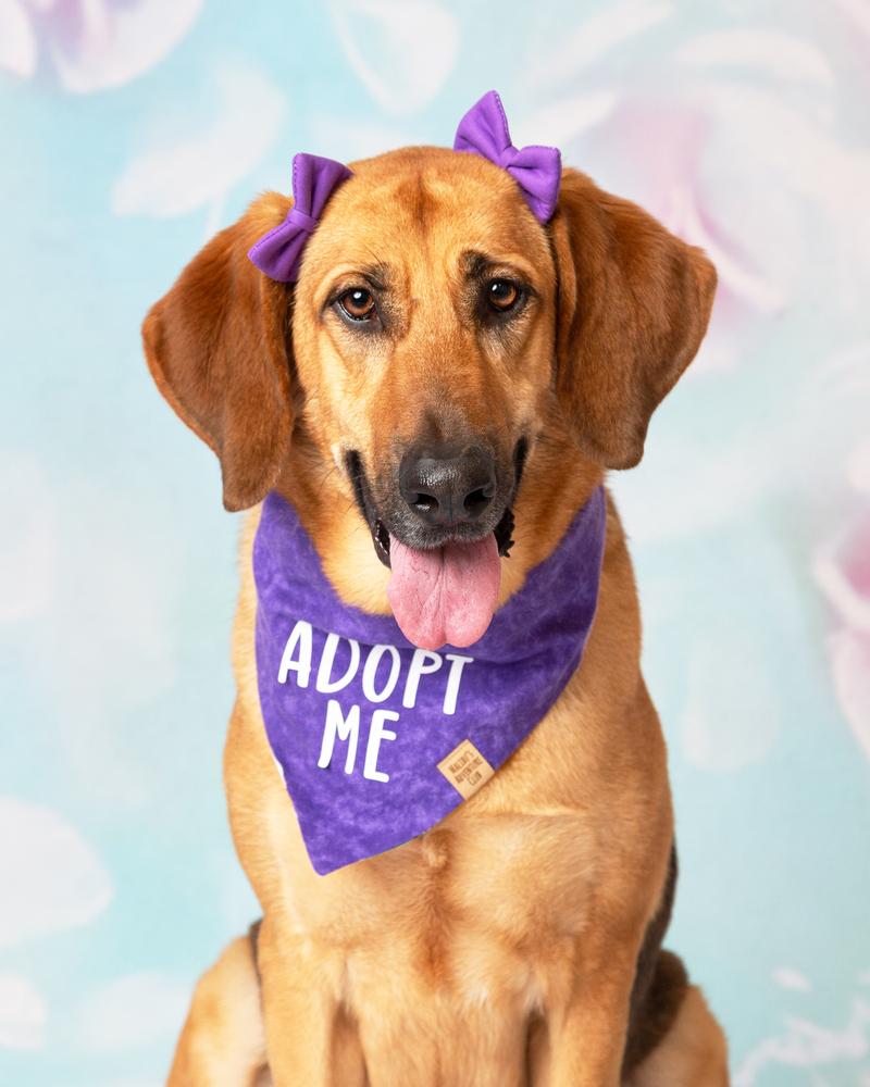 Enlarge Maddie, a Adoptable mixed breed in Frisco, TX image 4/6