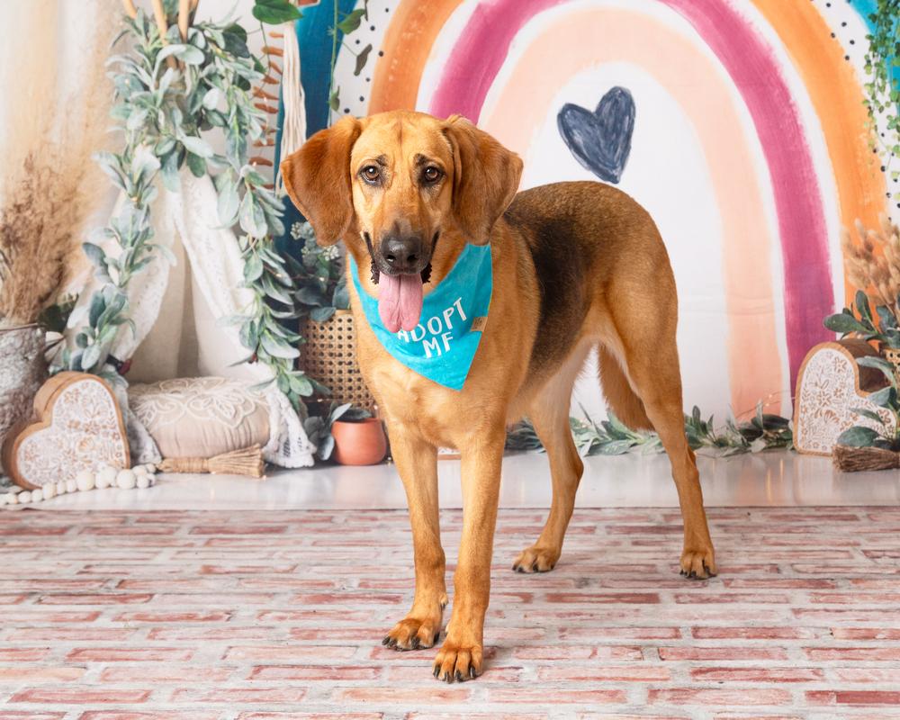 Enlarge Maddie, a Adoptable mixed breed in Frisco, TX image 6/6