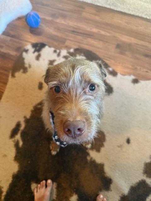 Shio, a Adoptable mixed breed in Bellingham, WA image 1/6