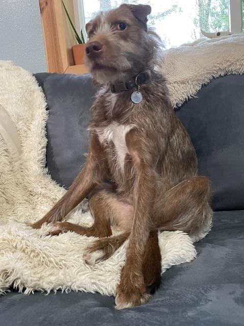 Shio, a Adoptable mixed breed in Bellingham, WA image 2/6