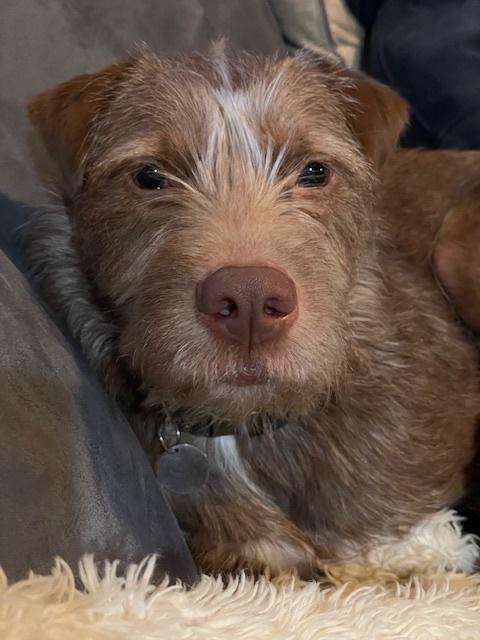 Shio, a Adoptable mixed breed in Bellingham, WA image 3/6