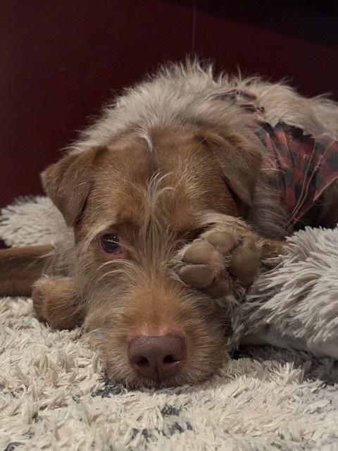 Shio, a Adoptable mixed breed in Bellingham, WA image 4/6