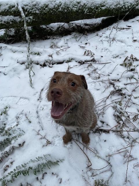 Shio, a Adoptable mixed breed in Bellingham, WA image 5/6