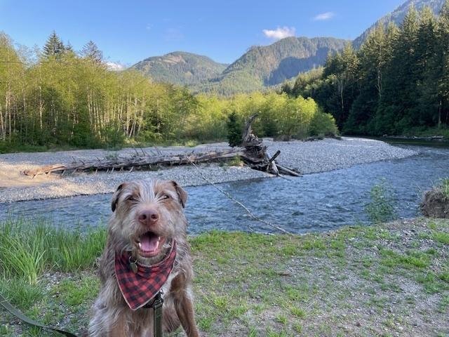 Shio, a Adoptable mixed breed in Bellingham, WA image 6/6