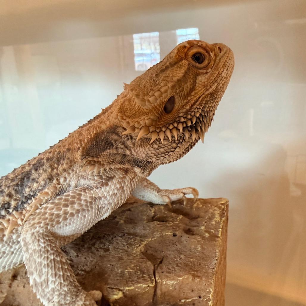 Peach, an adopted Bearded Dragon in Stokesdale, NC image 3/3