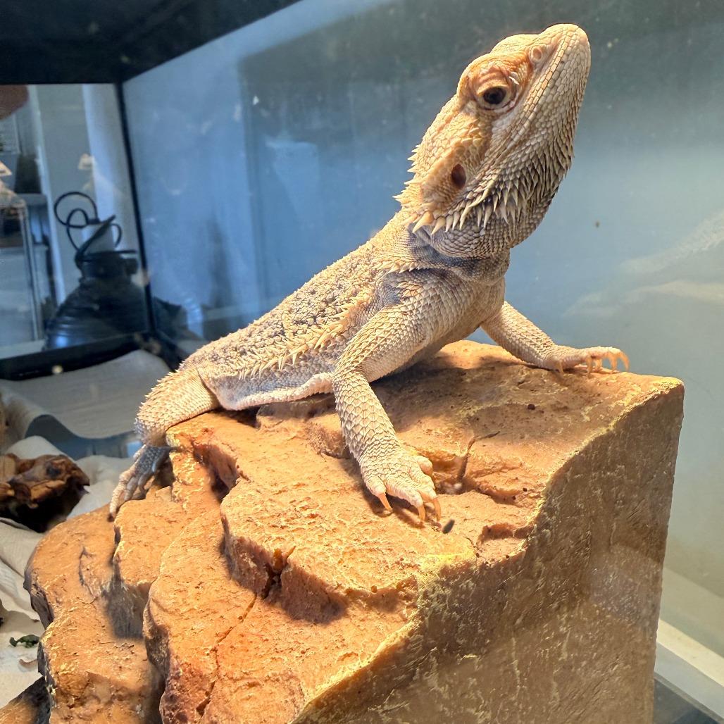 Peach, an adopted Bearded Dragon in Stokesdale, NC image 2/3
