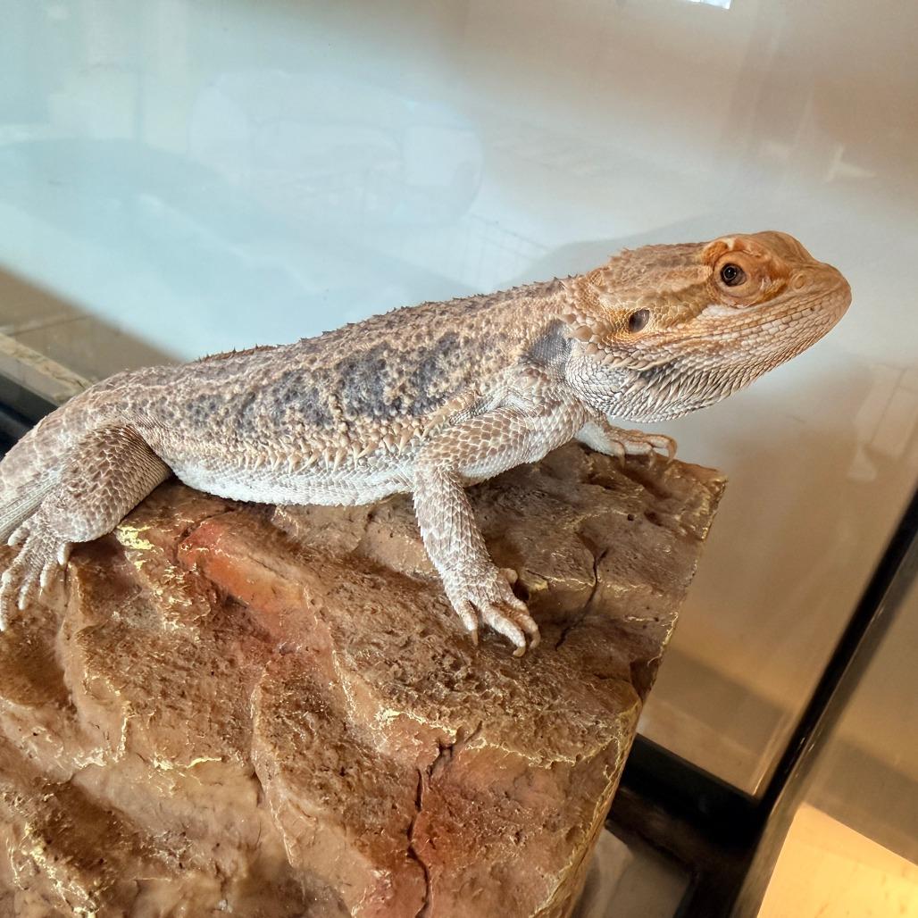 Peach, adopted, Adult Female Bearded Dragon.