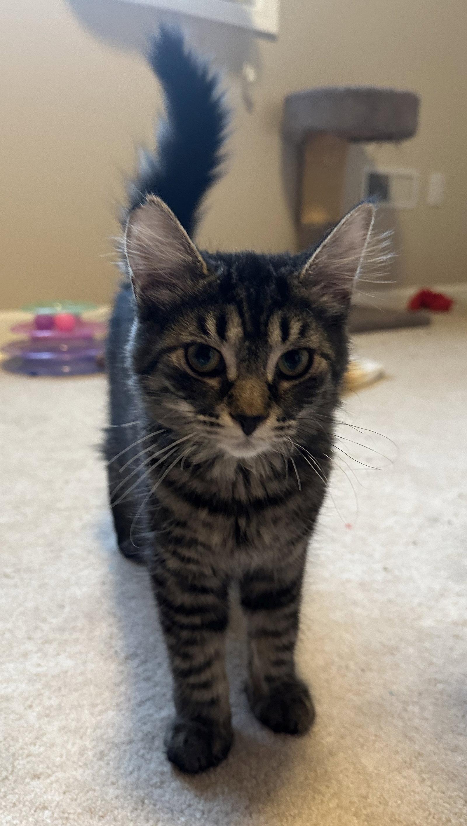 Dg Litter Zeta, Adoptable, Kitten Female Domestic Long Hair.