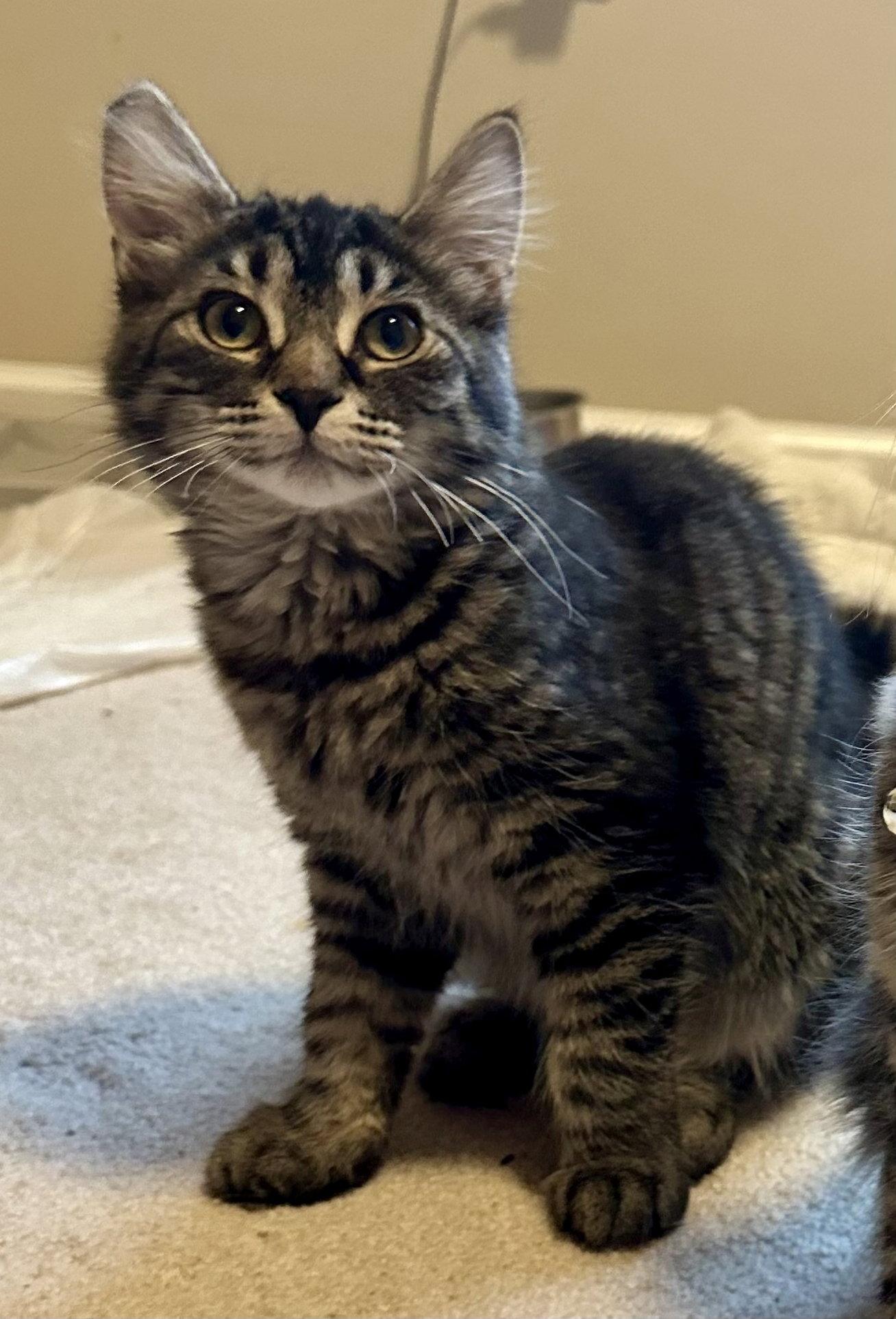 Enlarge Dg Litter Zeta, a Adoptable Domestic Long Hair in Livonia, MI image 2/3